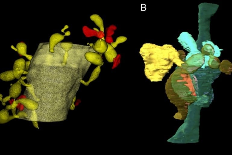 Glia, Neurobiology Journal