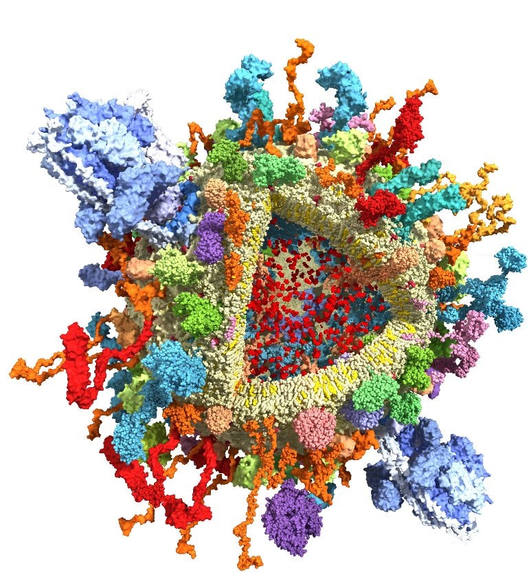 Questo mostra un v-atpases su una vescicola sinaptica