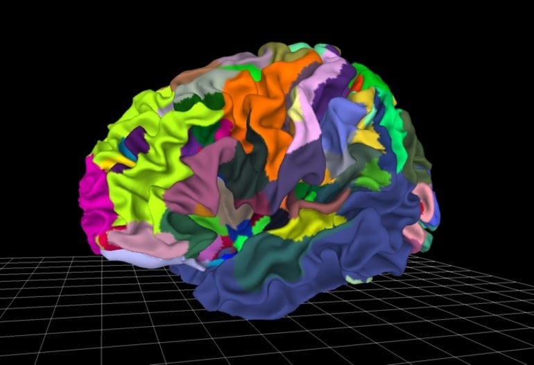 This shows the new brain map