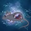 To je slika miške, obdane s kemijskimi enačbami