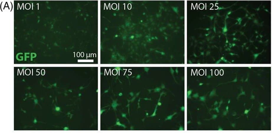 This shows stem cells