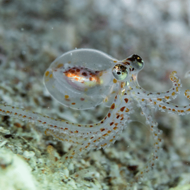 This shows a juvenlie octopus