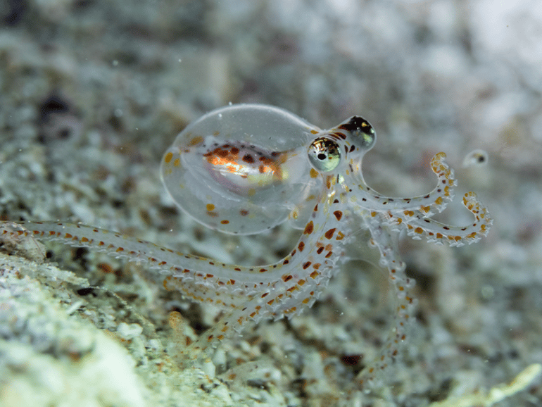 This shows a juvenlie octopus