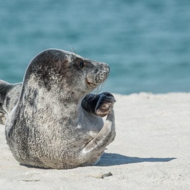 This shows a seal