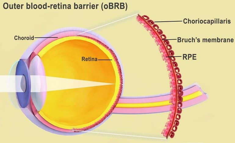 This shows a diagram of the eye