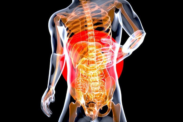 This shows a model of a human with the intestines highlighted