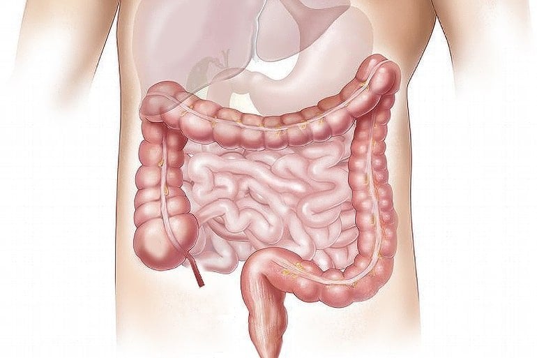 This shows a diagram of the intestines
