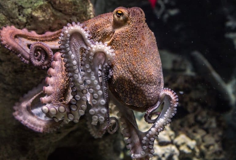 This shows an octopus