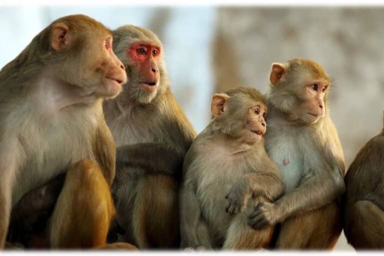 This shows rhesus monkeys