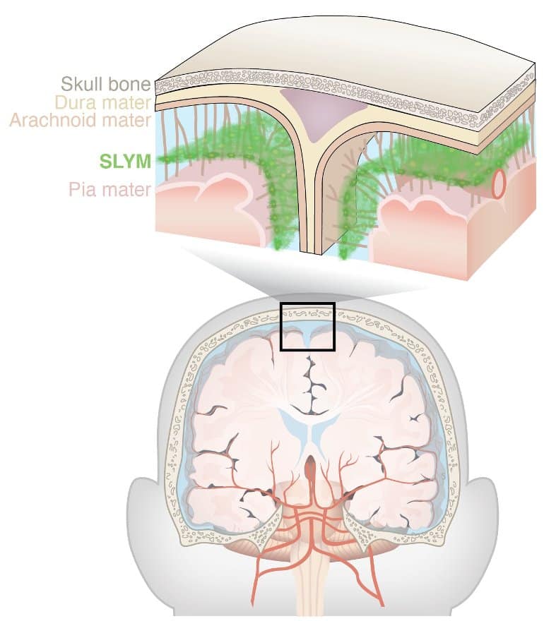 This shows a diagram of the anatomical structure