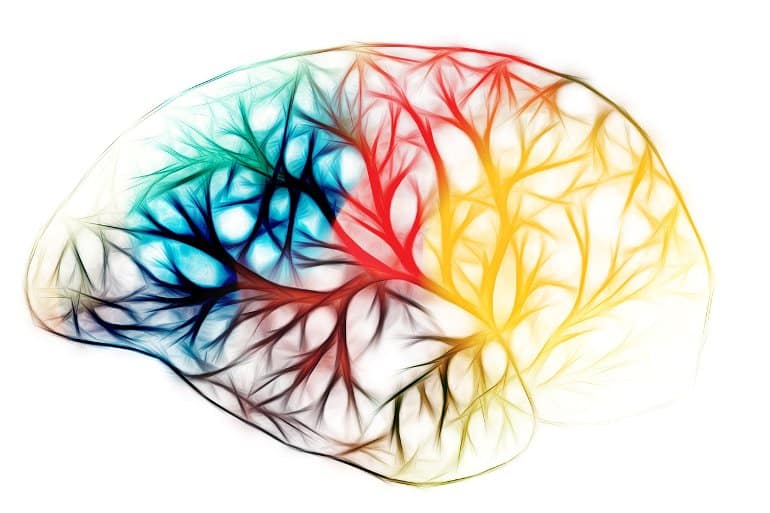 This shows a colorful brain