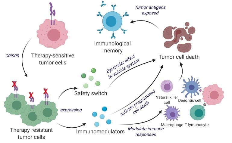 A most cancers vaccine has been developed that each kills and prevents mind most cancers