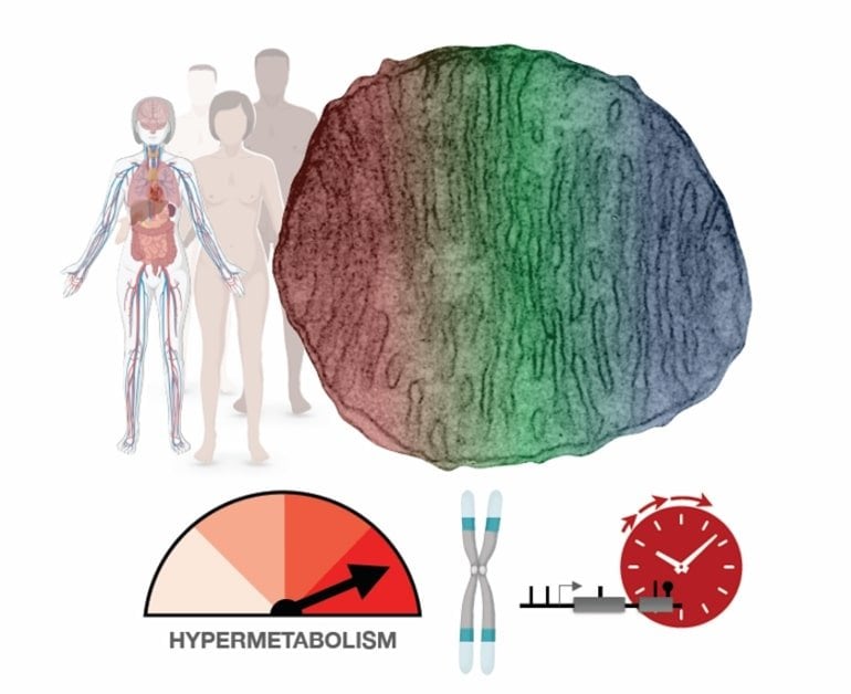 Nadpobudliwość metabolizmu komórkowego związana ze starzeniem biologicznym