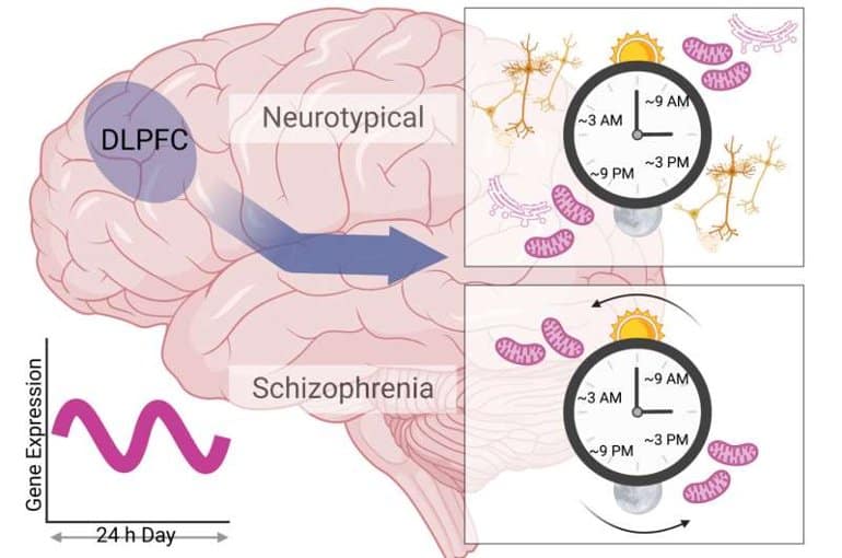 This shows a diagram from the study