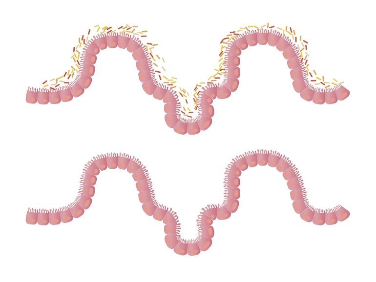 Los microbios intestinales controlan el termostato del cuerpo