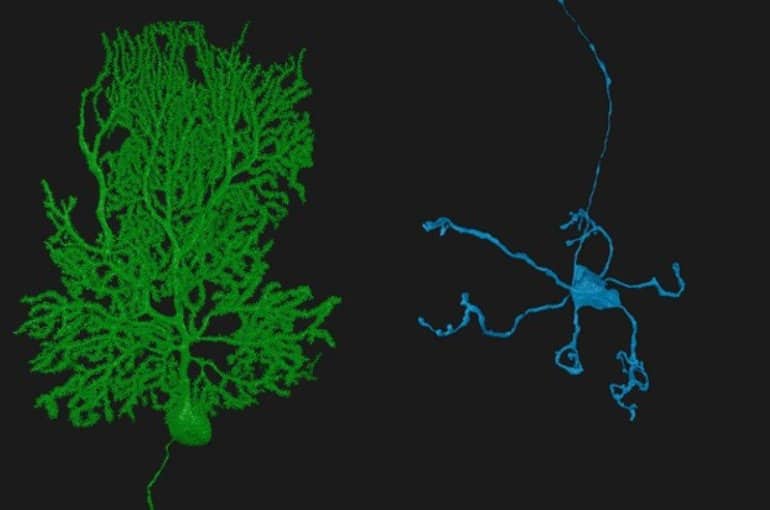 This shows models of neurons