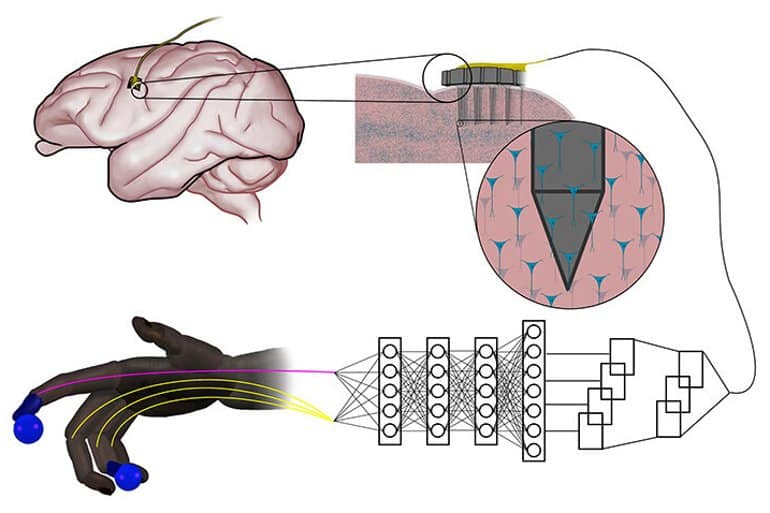 This shows a diagram from the study