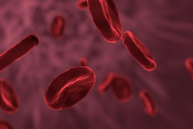 This shows red blood cells