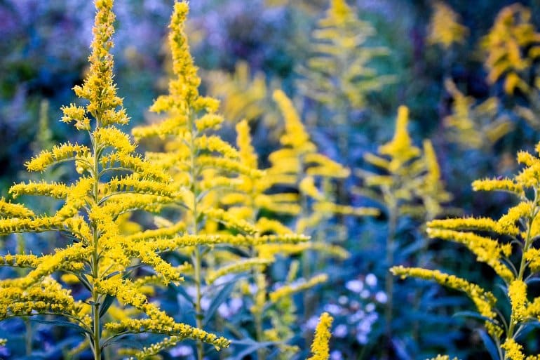 This shows goldenrod flowers