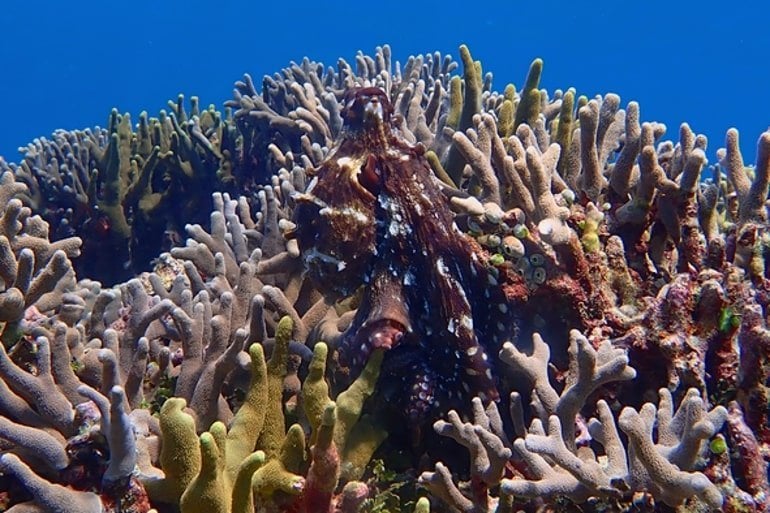 Los científicos han registrado las primeras ondas cerebrales de pulpos en libertad