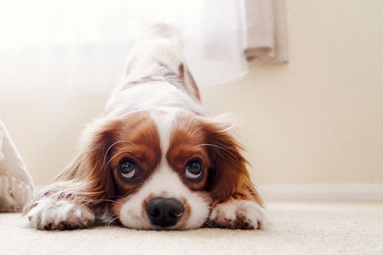 A Glimpse Into the Dog's Mind: A New Study Reveals How Dogs Think of Their  Toys - Neuroscience News