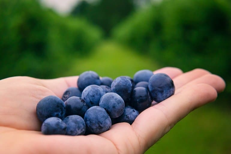 This shows a hand filled with blueberries