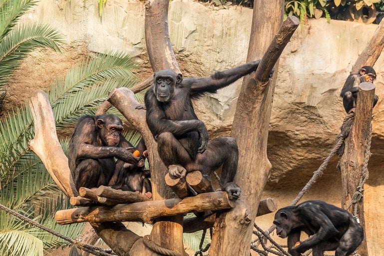 This shows chimps in a tree