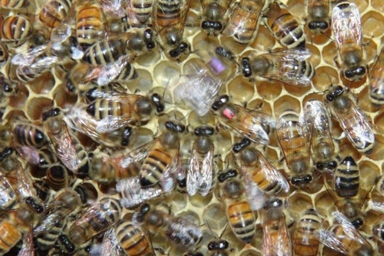 This shows honeybees