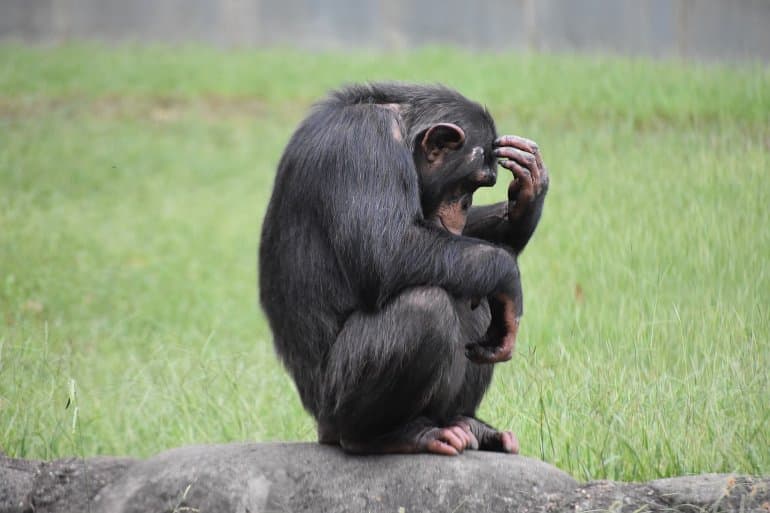 Study: Monkeys are much smarter than we thought they were •