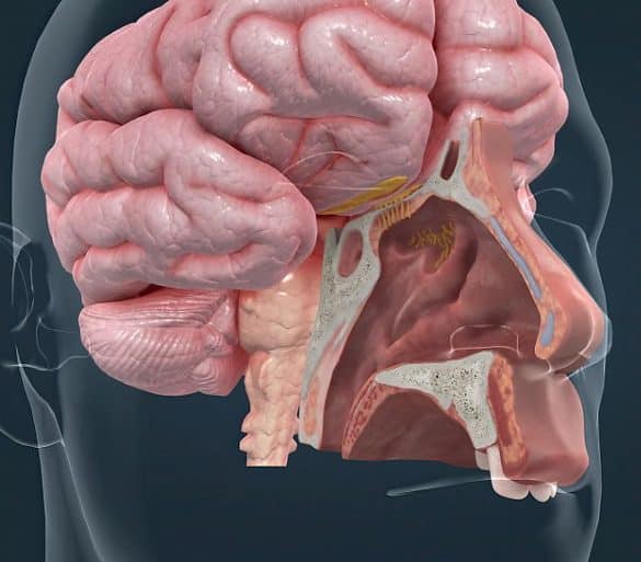 This shows neurons and the olfactory bulb