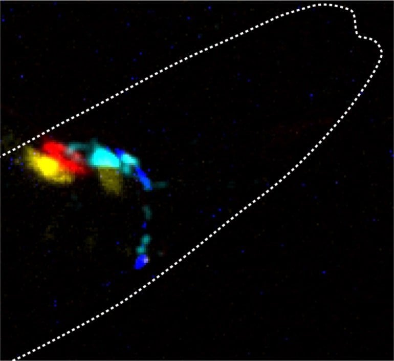 This shows the neurotransmitter replaced by a photon