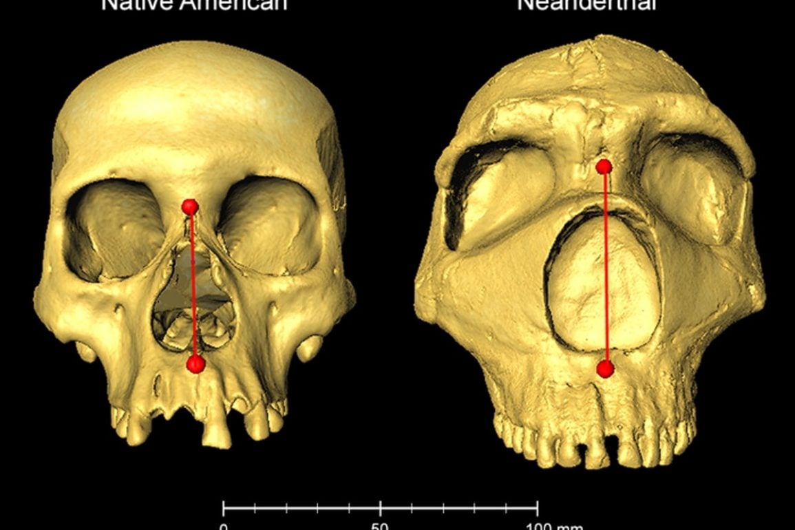 Neanderthal DNA Shapes Human Nose