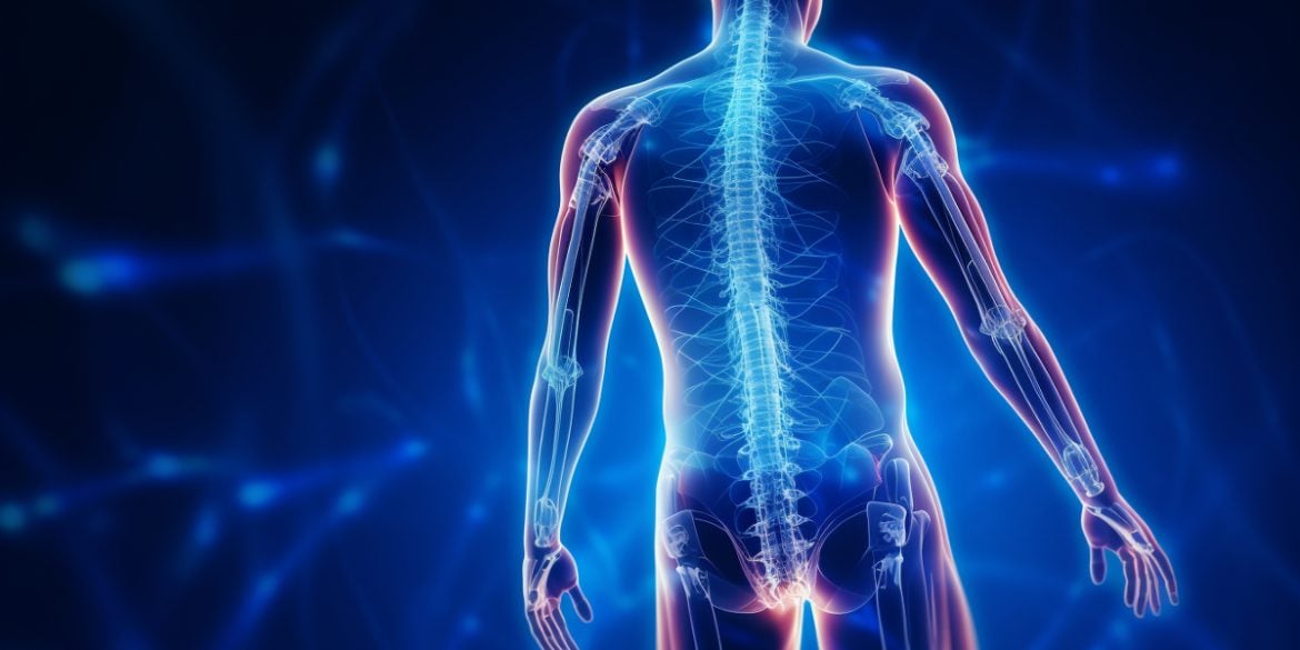 This shows a spinal cord highlighted.