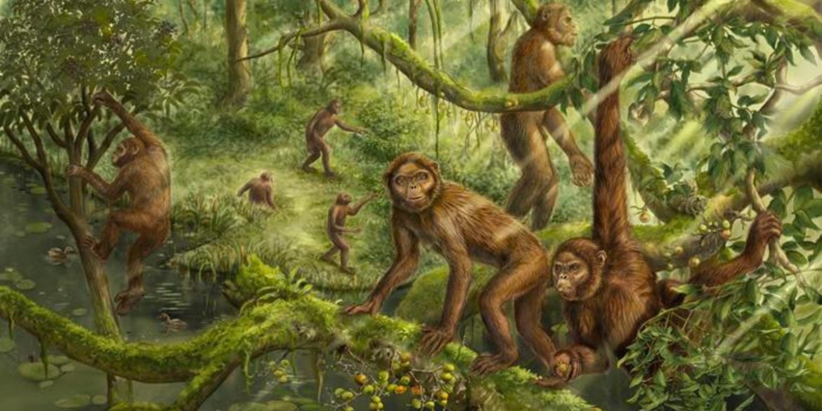 This shows a drawing of Lufengpithecus.