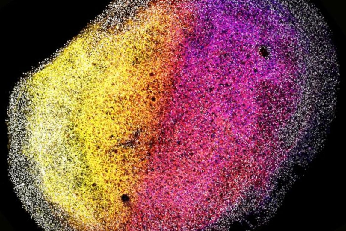 Brain Organoids Self-Organize from Fetal Tissue