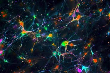 This shows neurons.