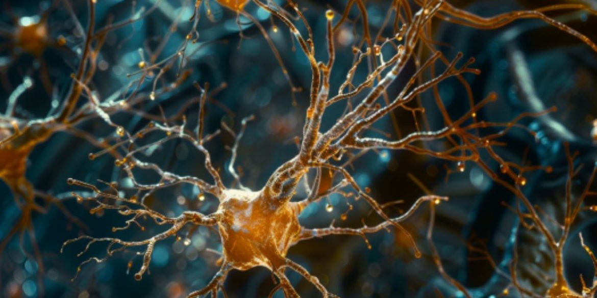 This shows neurons.