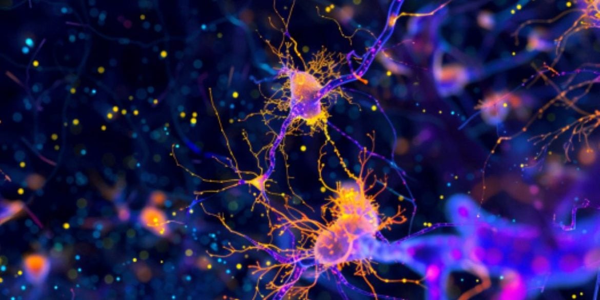 This shows neurons.