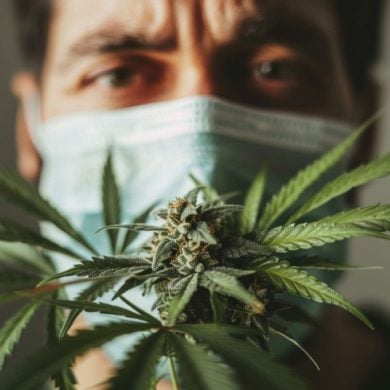 This shows a man in a facemask holding a cannabis plant.
