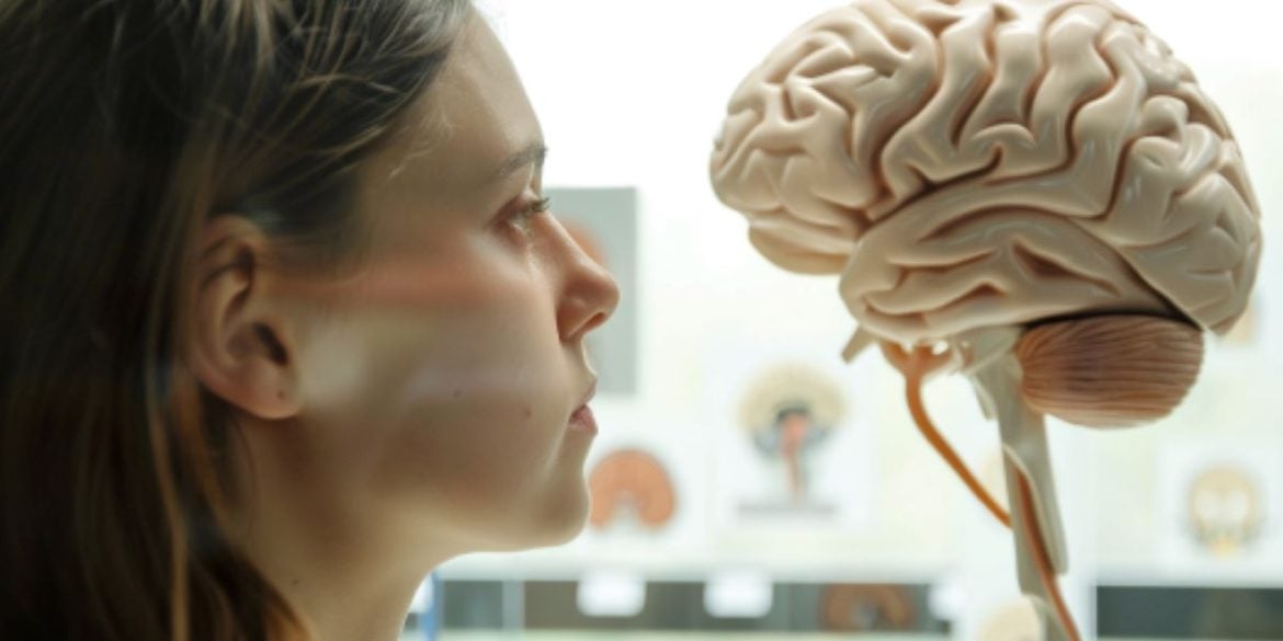 This shows a woman looking at a model of a brain.