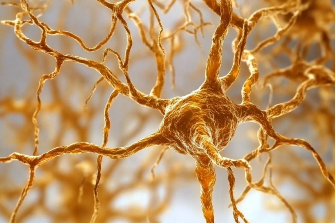 This shows neurons.