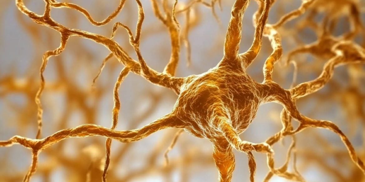 This shows neurons.