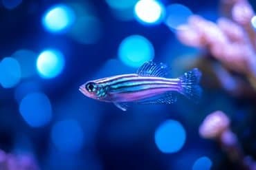 This shows a fish under blue light.