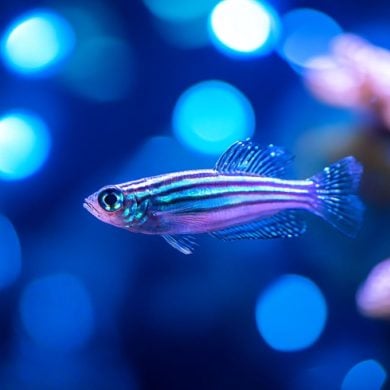 This shows a fish under blue light.