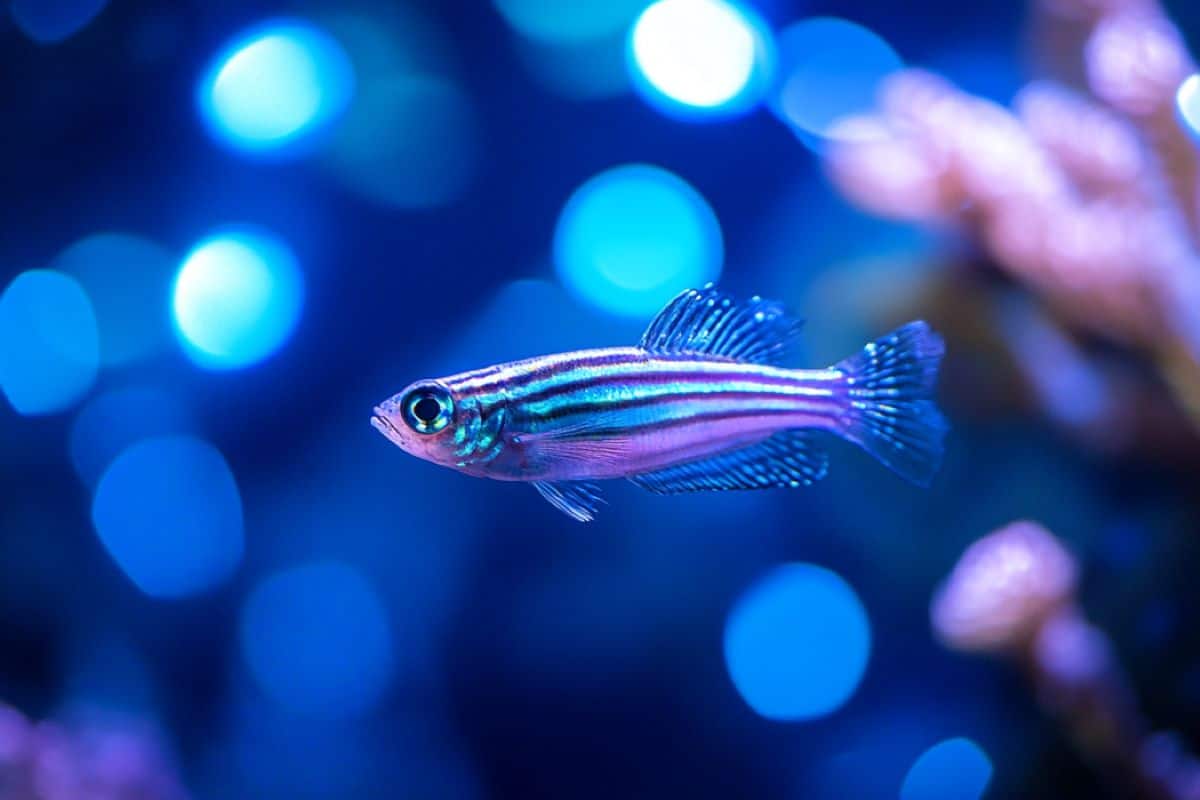 La exposición a la luz azul provoca cambios genéticos y de comportamiento en los peces