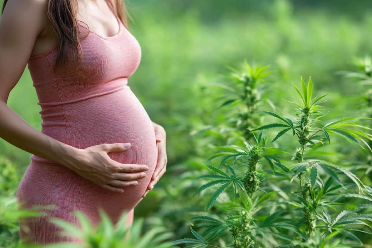 Hashish Use in Being pregnant Alters Genes in Creating Mind – Neuroscience Information