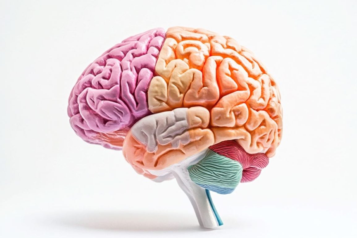 Brain Structure Linked to Political Ideology