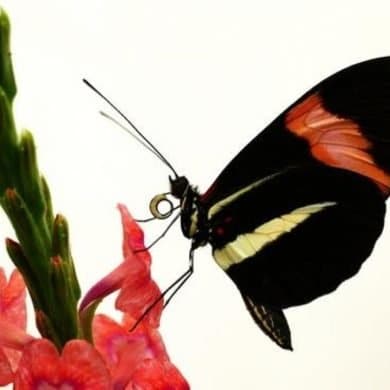 This shows a heliconius butterfly.