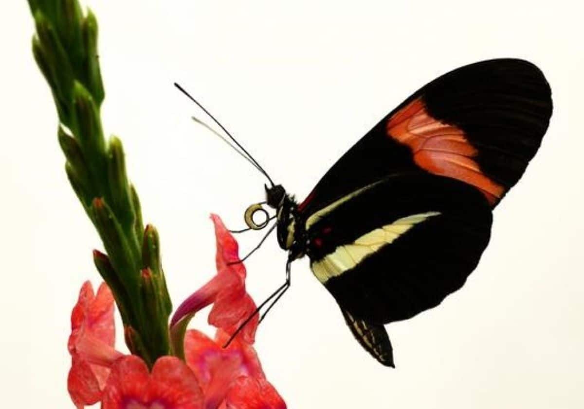 Mosaic Mind Evolution Drives Finding out in Tropical Butterfly – Neuroscience Information