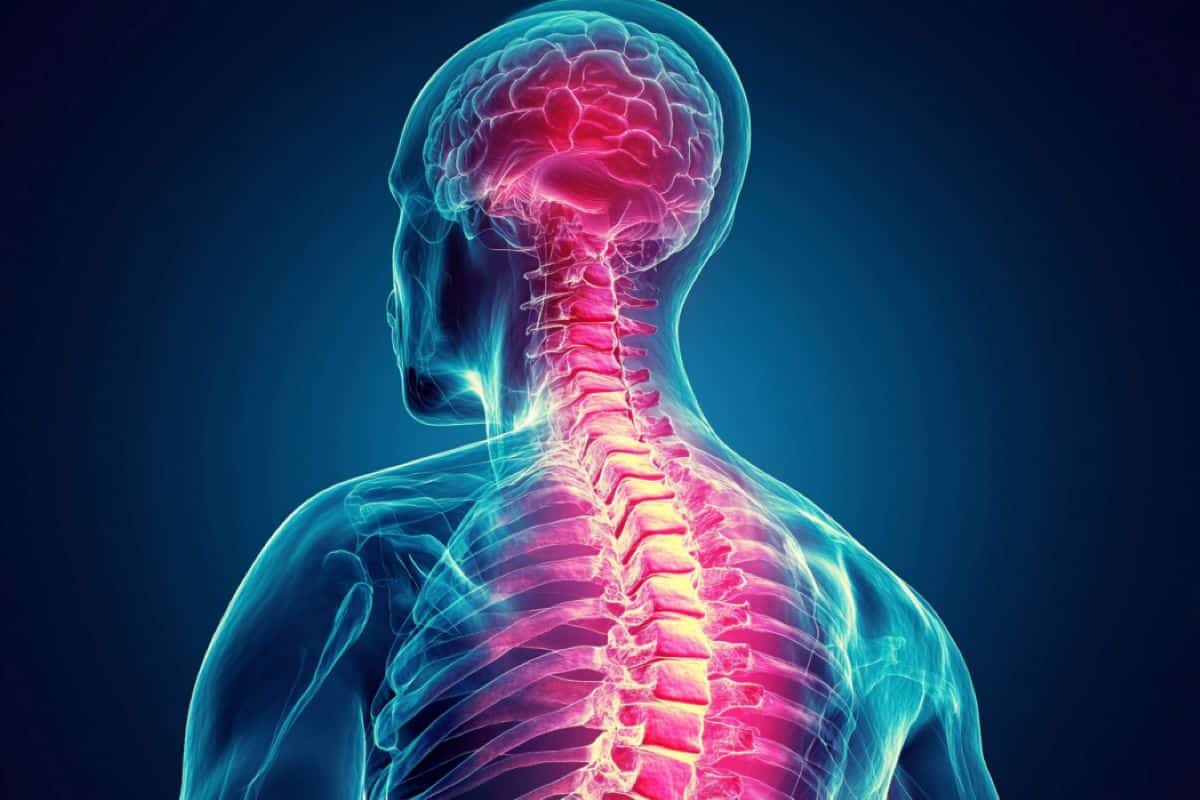 Gene Discovery Boosts CNS Regeneration for Spinal Injury Repair ...